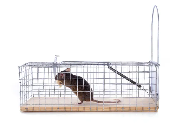 Armadilha de rato — Fotografia de Stock