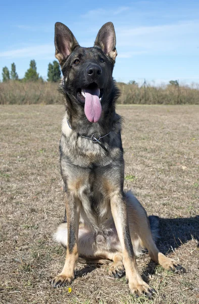 Gray german shepherd — Stock Photo, Image