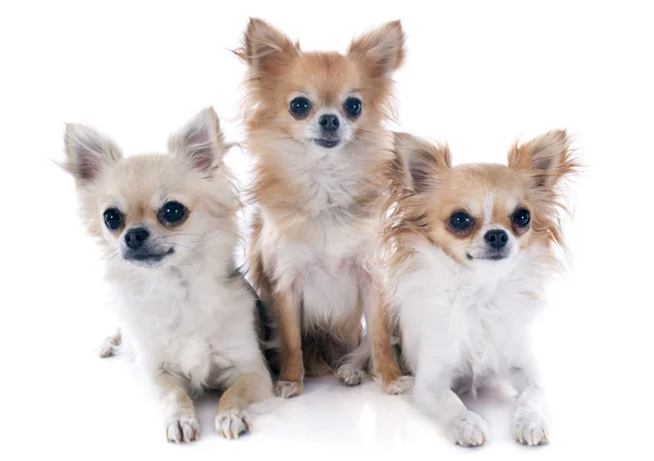 Üç chihuahuas — Stok fotoğraf