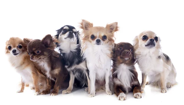 Group of chihuahuas — Stock Photo, Image