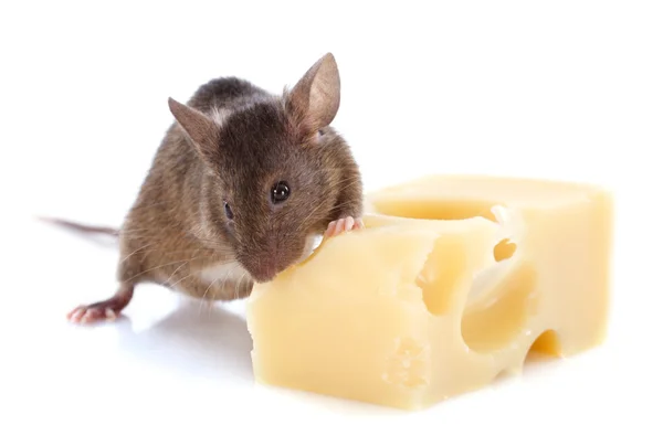 Ποντίκι και τυρί — Φωτογραφία Αρχείου
