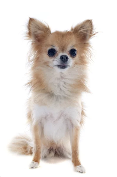 Chihuahua — Stockfoto