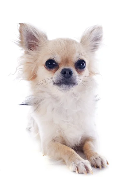 Chihuahua — Stockfoto