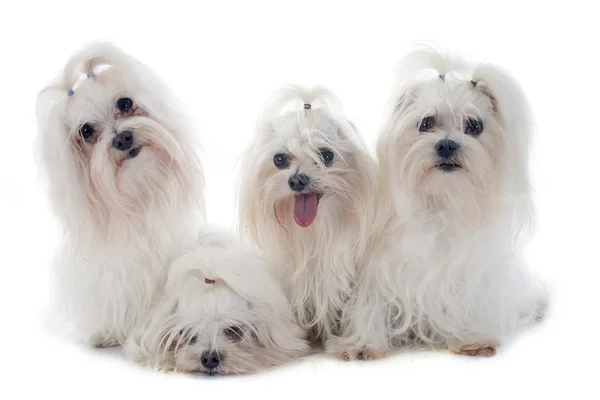 Maletese dogs — Stock Photo, Image