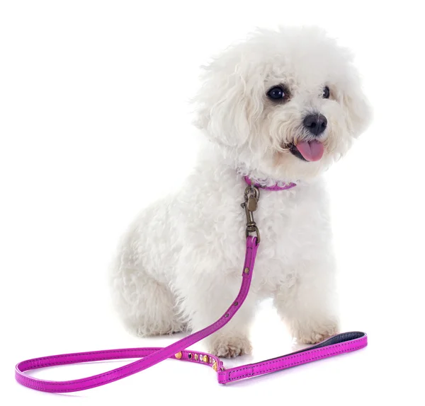 Bichon Frise — Stockfoto