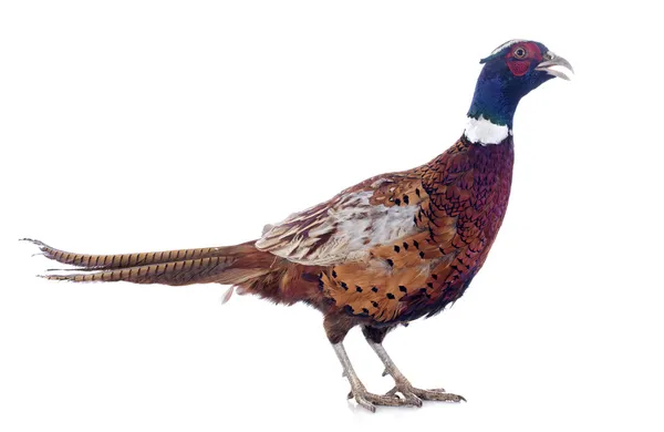 Male pheasant — Stock Photo, Image