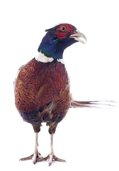 Male pheasant — Stock Photo, Image