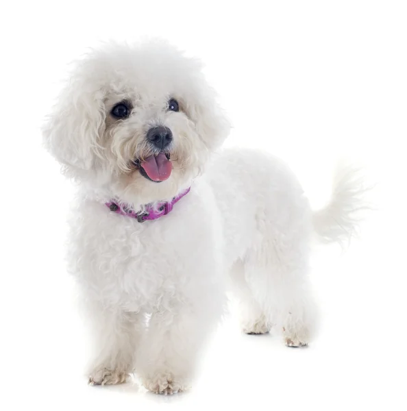 Bichon Frise — Foto Stock