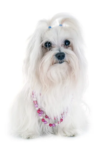 Cane maltese — Foto Stock