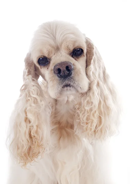 미국 투 계 사 spaniel — 스톡 사진