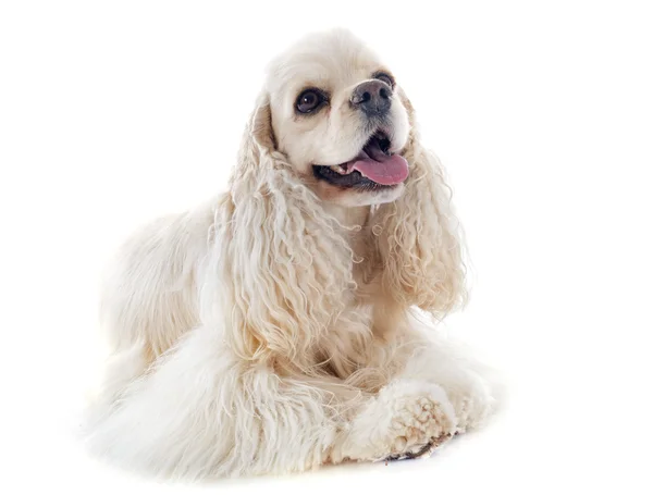 American cocker spaniel — Stock Photo, Image