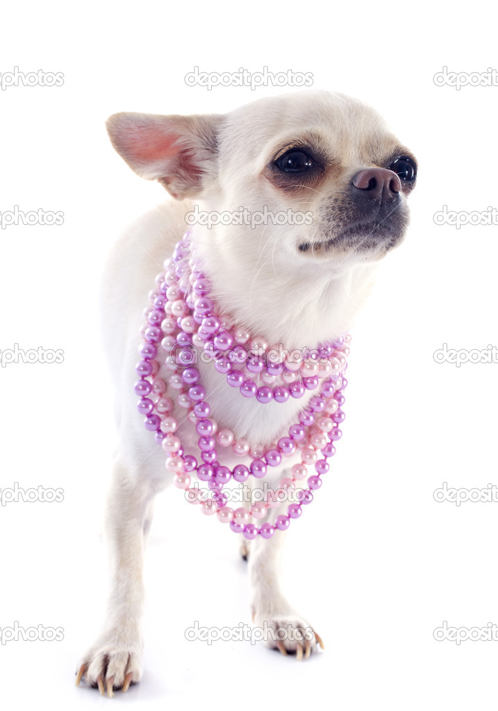 Chihuahua and collars — Stock Photo © 32107253