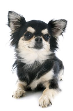 köpek chihuahua
