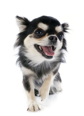 Chihuahua gülümseyen