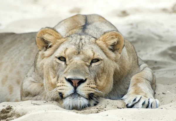 Lioness — Stock Photo, Image