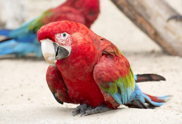 Scarlet Macaw Parrot — Stock Photo, Image