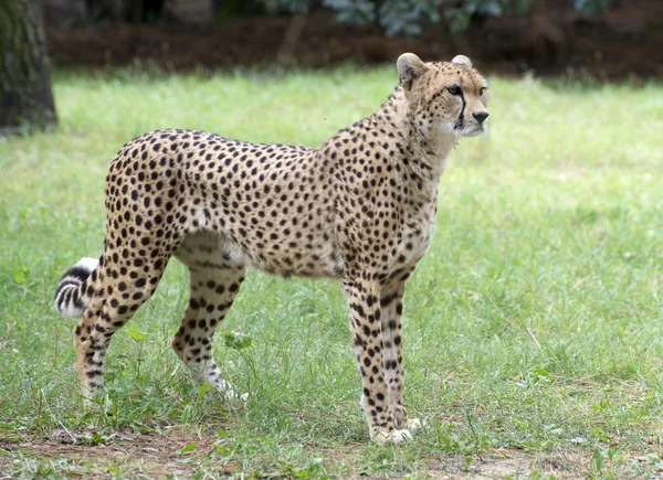 Cheetah — Stock Photo, Image