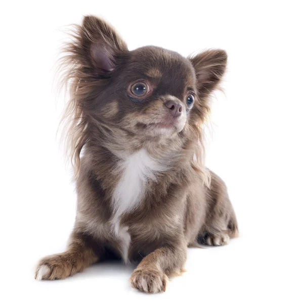 Brown chihuahua — Stock Photo, Image