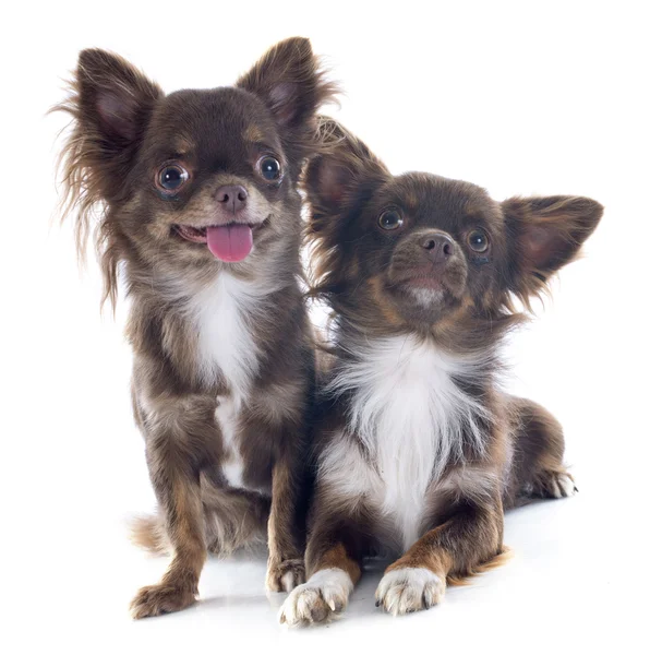 Braune Chihuahuas — Stockfoto