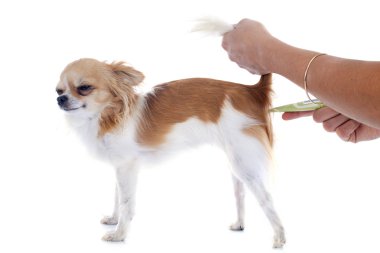Chihuahua ve termometre
