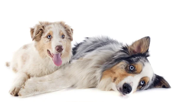 Australian shepherds — Stock Photo, Image