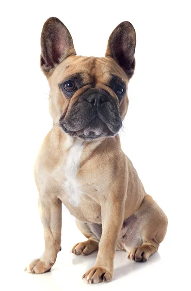 Fransk bulldog — Stockfoto