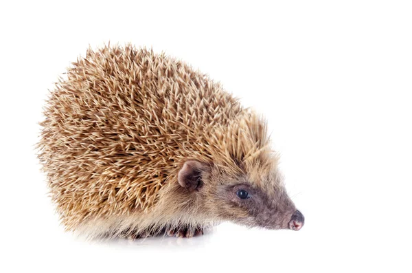 Hedgehog — Stock Photo, Image