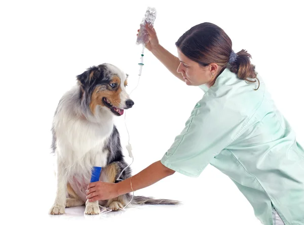 Vet and dog — Stock Photo, Image