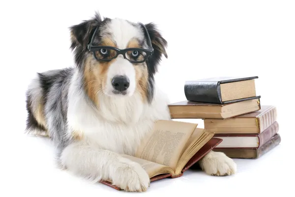 Australischer Schäferhund und Bücher — Stockfoto