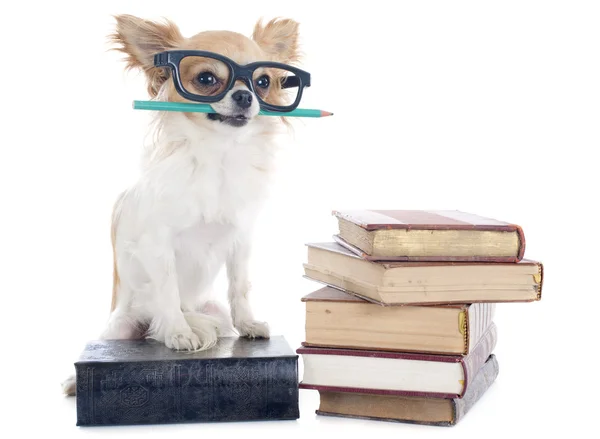 Chihuahua e livros — Fotografia de Stock