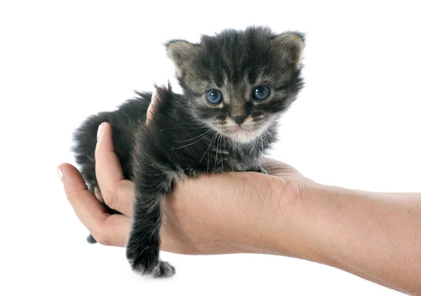 Kitten in hand — Stock Photo, Image