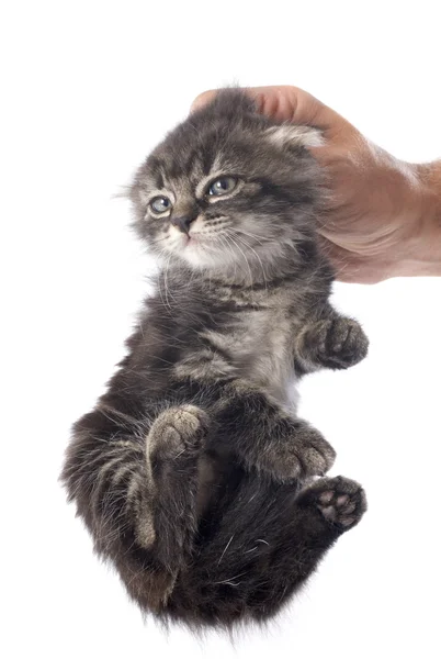 Kociak w ręku — Zdjęcie stockowe