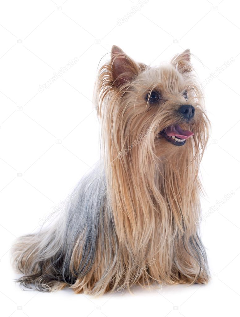 Yorkshire Terrier Stock Photo By C Cynoclub 32962483