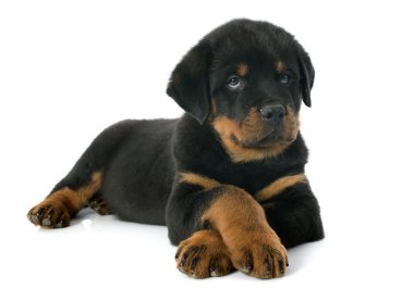 yavru rottweiler