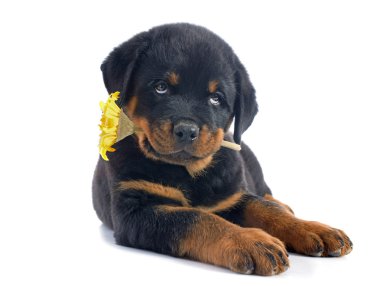 yavru rottweiler ve çiçek