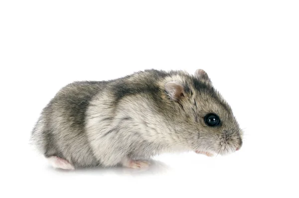 Russian hamster — Stock Photo, Image