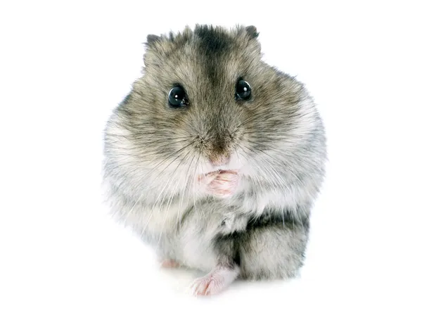 Rus hamster — Stok fotoğraf