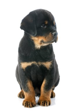 yavru rottweiler