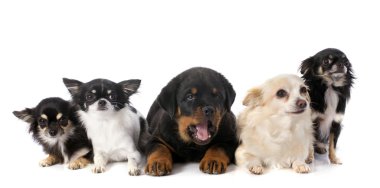 yavru rottweiler ve chihuahuas