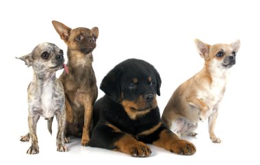 yavru rottweiler ve chihuahuas