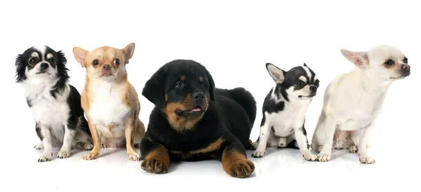 Rottweiler cachorro y chihuahuas — Foto de Stock