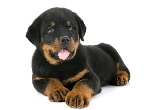 Puppy rottweiler — Stockfoto