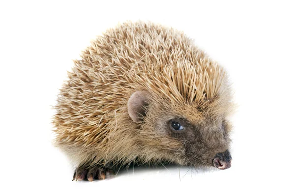 Hedgehog — Stock Photo, Image