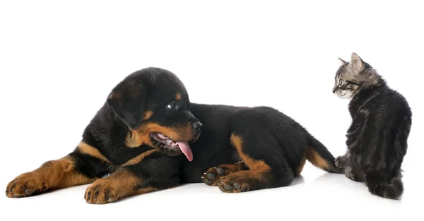Puppy rottweiler and kitten — Stock Photo, Image