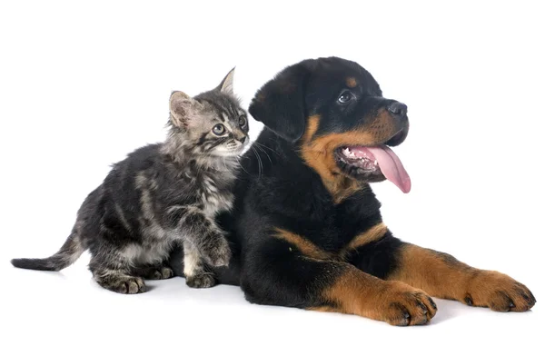 Rottweiler kiskutya és kiscica — Stock Fotó