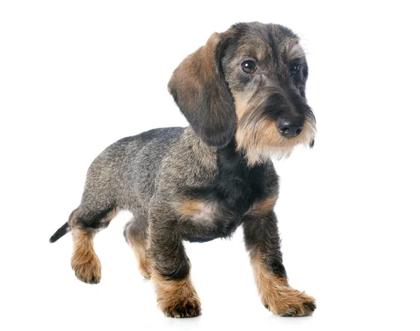 Cachorro Cabello dachshund — Foto de Stock