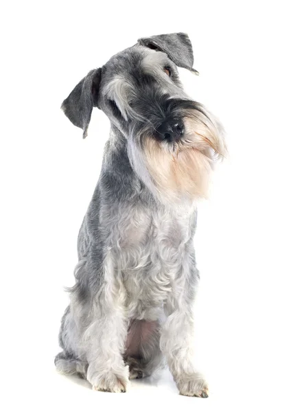 Standaard schnauzer — Stockfoto