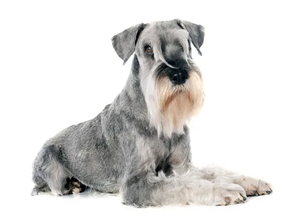 Közép Schnauzer — Stock Fotó