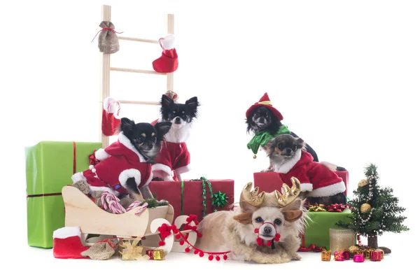 Natal chihuahuas — Fotografia de Stock