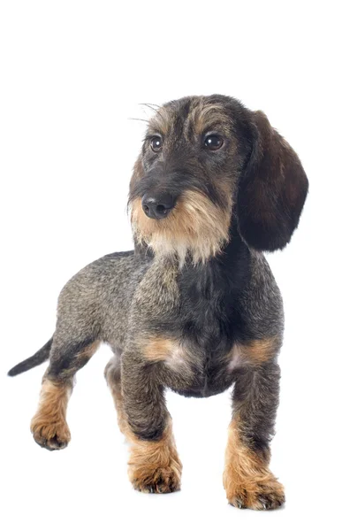 Köpek yavrusu tel saçlı dachshund — Stok fotoğraf